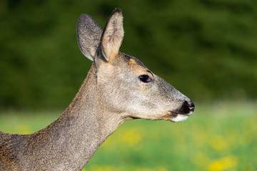 Naklejka na ściany i meble Roe deer in grass, Capreolus capreolus. Wild roe deer in nature.
