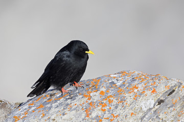 An alpine chough perched at high altitude on a rock in the Alps of Switserland.