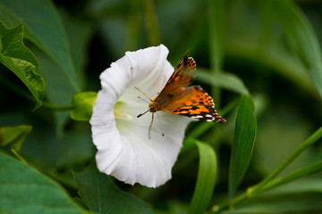 American Painted Lady Butterfly Eating Nectar in a Flower