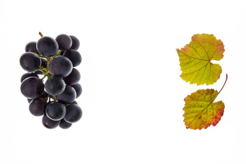 bunch of cabernet sauvignon grapes on white background with copy space in middle