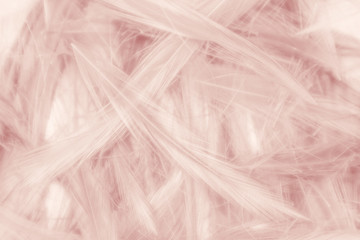 Obraz premium Beautiful abstract colorful white and pink feathers on white background and soft white feather texture on white pattern and light pink background valentine day