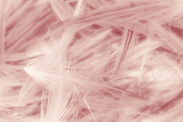 Beautiful abstract colorful white and pink feathers on white background and soft white feather texture on white pattern and light pink background valentine day