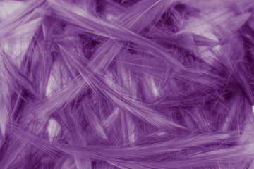 Beautiful abstract colorful gray and purple feathers on white background and soft white feather texture on white pattern and purple background, colorful feather, purple banners