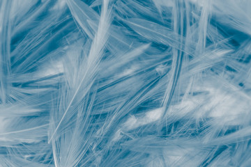 Beautiful abstract colorful gray and blue feathers on white background and soft white feather texture on blue pattern and blue background, colorful feather, white banners