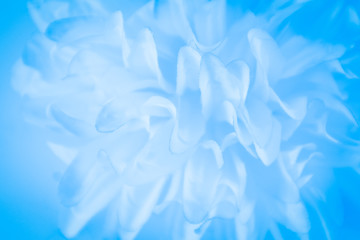 Beautiful abstract color white and blue flowers on white background and white graphic flower frame and blue leaves texture, blue background, colorful graphics banner happy valentine day