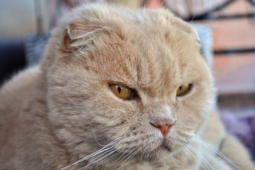 closeup portrait of a cat