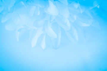 Fototapeta na wymiar Beautiful abstract color white and blue flowers on white background and white graphic flower frame and blue leaves texture, blue background, colorful graphics banner happy valentine day