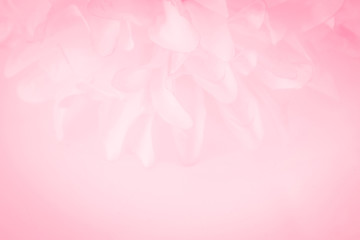 Beautiful abstract color white and pink flowers on white background and white graphic flower frame and pink leaves texture, pink background, colorful graphics banner happy valentine day