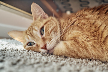 An orange cat lying under a sofa