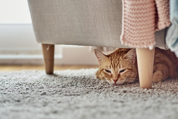 An orange cat lying under a sofa