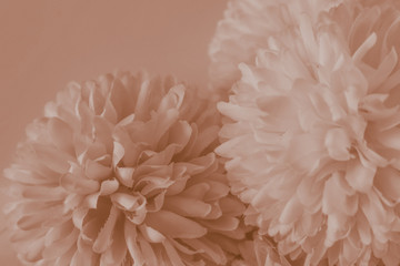 Beautiful abstract color red and brown flowers on white background and light red flower frame and brown leaves texture, yellow background, white banner happy valentine