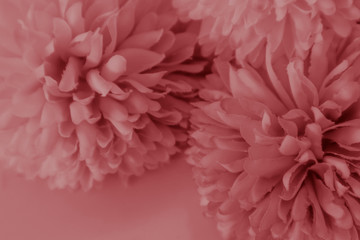 Beautiful abstract color white and red flowers on white background and white flower frame and pink leaves texture, light red background, colorful red banner happy valentine