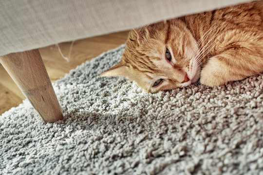 An Orange Cat Lying Under A Sofa