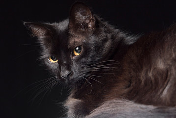 Pet, black cat with yellow eyes looking towards the camera, dark background