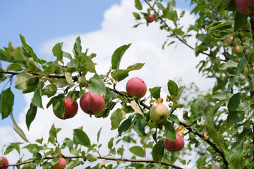ripe red apples hang on a tree