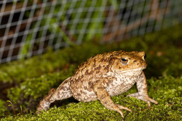 Common toad fresh out of hibernation perched on moss covered wood in garden