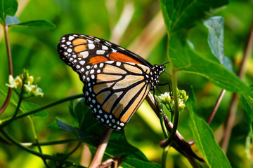 Monarch Butterfly Eating Nectar from Flowers and Plants