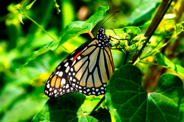Monarch Butterfly Eating Nectar from Flowers and Plants
