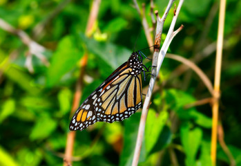 Monarch Butterfly Eating from a Plant