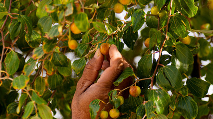hand picking orange fruit from tree