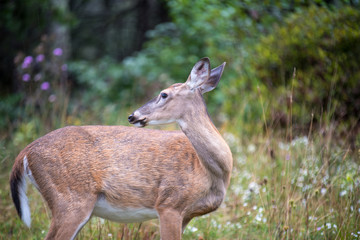 white trailed deer looking behind