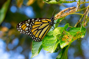 Monarch Butterfly Eating Nectar from Flowers and Plants