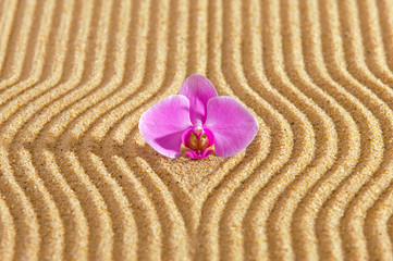 Fototapeta na wymiar Japanese zen garden with orchid blossom in textured sand