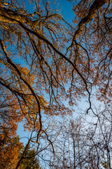 Autumn forest. Bottom-up view. Crowns of trees. Golden autumn