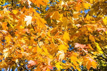 Backdrop from green, yellow and red leaves of Canadian maple in the sun close up