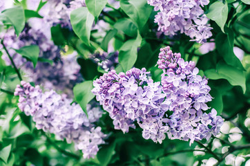 Spring lilac flowers