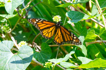 Monarch Butterfly Eating Nectar from Flowers and Plants