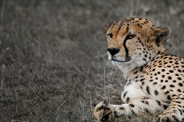 cheetah in grass