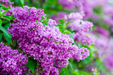 Spring lilac flowers