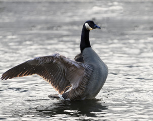 Canada goose on the water