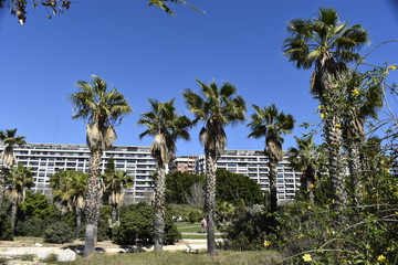 Fototapeta premium palm trees on Turia