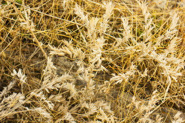 the yellow thorny grasses on the ground