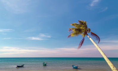 Tilted Coconut palm trees perspective view blue sky