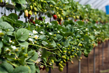 Strawberry bushes in greenhouse