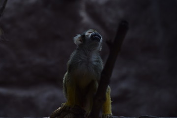 Fotografía de un mono sentado en un tronco de madera mirando hacia arriba, tomada en el parque de leyendas