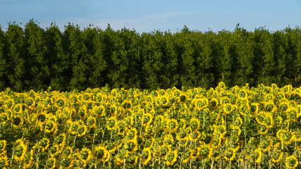Plantation of sunflowers back to the sun at dusk, surrounded by groves