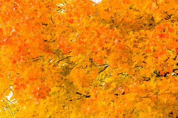 Backdrop from yellow and red leaves of Canadian maple in the sun close up