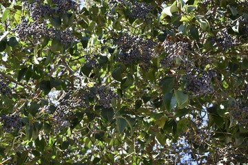 flowers in the garden