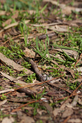 Forest floor with grass, leaves and sticks