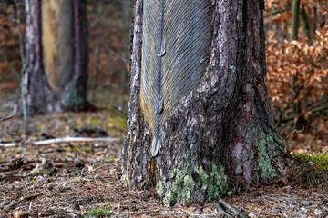Traces of resinizing on the coniferous bark. Damaged tree bark when resin is obtained.