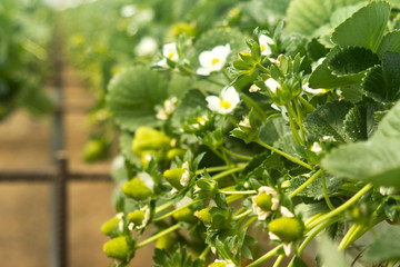 Strawberry bushes in greenhouse