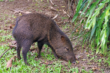 Collared peccary (Pecarui tajacu), from Costa Rica