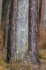 Traces of resinizing on the coniferous bark. Damaged tree bark when resin is obtained.