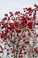 Rowan with red fruits 