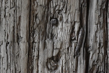 texture of bark of an old tree