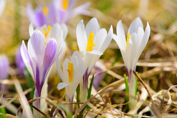 crocus flower on field at springtime